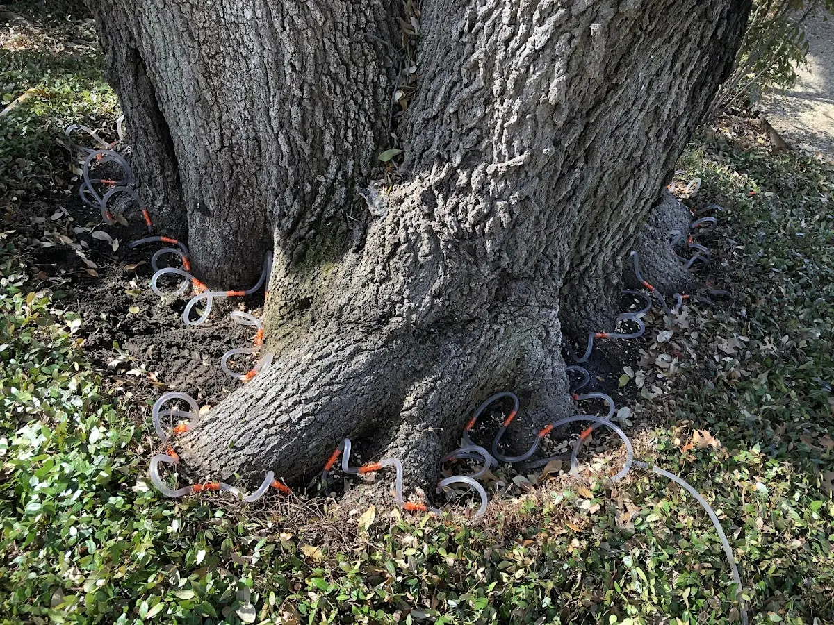 Detailed Tree Cabling and Bracing job site in Saint Ansgar
