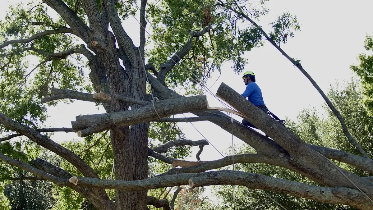 Professional Crown Thinning performed by certified arborists in Saint Ansgar