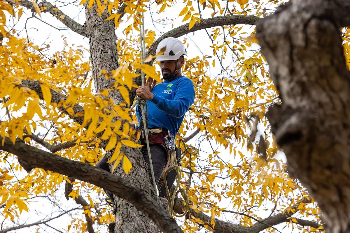 Skilled Tree Pruning crew working in Saint Ansgar